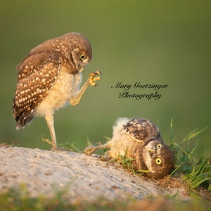 Playful Burrowing Owlets: Florida Wildlife Photography Print - Beach House Wall Art Decor