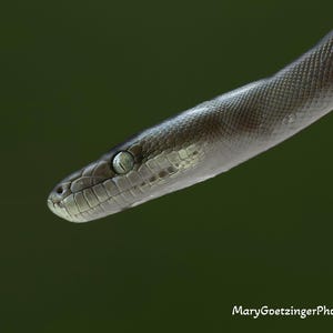 May include: Close-up of a snake's head and part of its body against a dark green background. The snake has a light-colored head with dark eyes and a patterned body. The scales are visible, and the snake appears to be in motion.