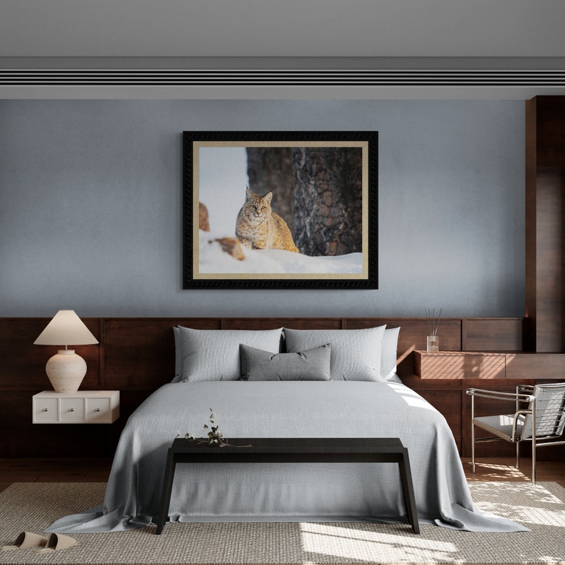 Bobcat in Yellowstone National Park. Winter Wildlife Photography image 7