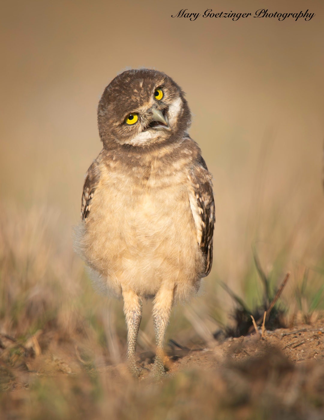 Burrowing Owl Florida Bird Raptor Wildlife Artwork - Etsy