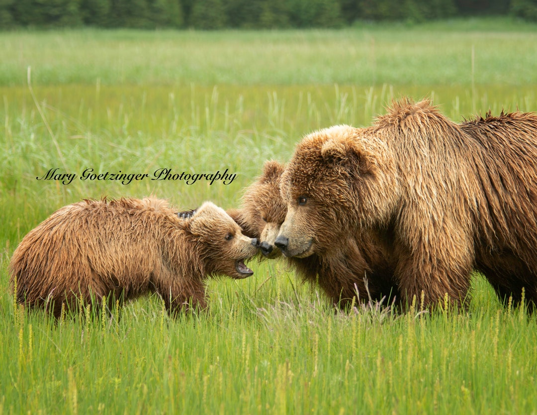Coastal Brown Bear Momma and Cubs Playtime. Wildlife Photography From ...