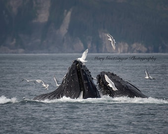 Humpback Whales Bubble net feeding with friends. Wildlife Photography from Seward, AK