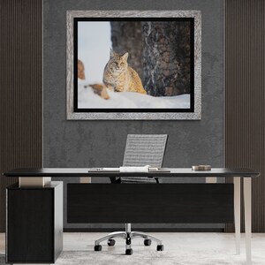 Bobcat in Yellowstone National Park. Winter Wildlife Photography image 6