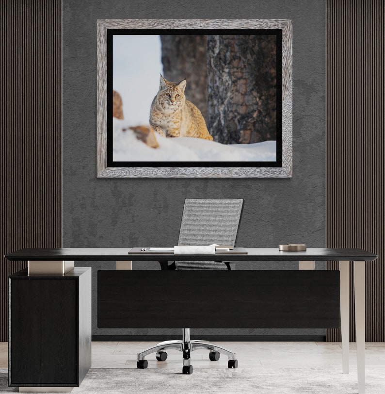 Bobcat in Yellowstone National Park. Winter Wildlife Photography image 6