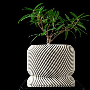 May include: A small green plant with dark green leaves growing in a white and black striped ceramic planter. The planter has a unique spiral design.