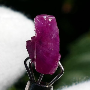 May include: A raw, uncut ruby gemstone held by a pair of tweezers. The ruby is a deep, vibrant pinkish-red color, with a rough, textured surface. The background is blurred, with green foliage and a white glove.