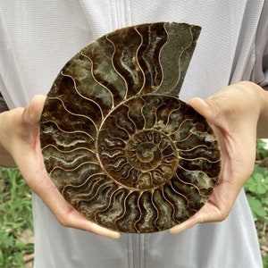 Chakra Heilung Kristall Stein Halskette Ammonite Fossil Natural