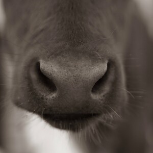 rustic calf nose