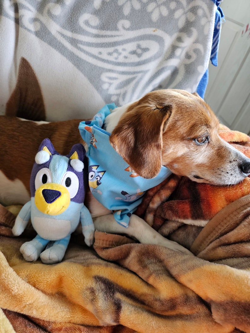 Bluey Scrunchy Dog Bandana Etsy