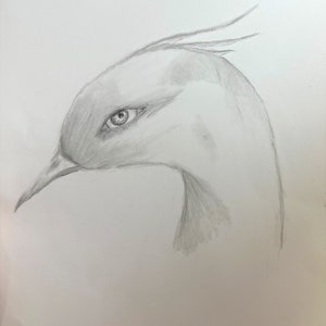 May include: A pencil drawing of a bird's head with a single eye looking to the left. The bird has a long neck and a crest of feathers on its head.