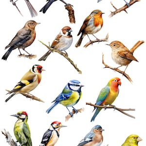 Garden Birds, Clipart, Birds, Garden 14 .png 300dpi files, Instant Download