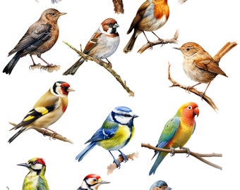 庭の鳥、クリップアート、鳥、庭 14 .png 300dpi ファイル、即時ダウンロード