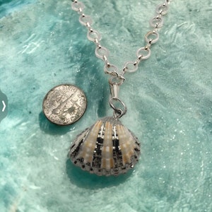 Seashell necklace, silver seashell necklace, shell necklace, beach jewelry, beach necklace, wedding necklace , shell jewelry