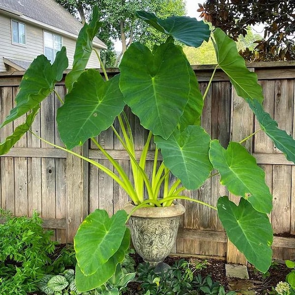 Elephant Ear Plant Etsy