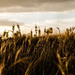 Last light on a stormy field. Digital Download