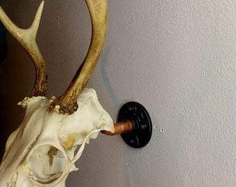 Euro deer skull mount