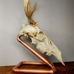 May include: A white deer skull with antlers mounted on a copper pipe stand. The stand is made of copper pipe and has a triangular shape. The skull is mounted on the stand with the antlers pointing upwards.