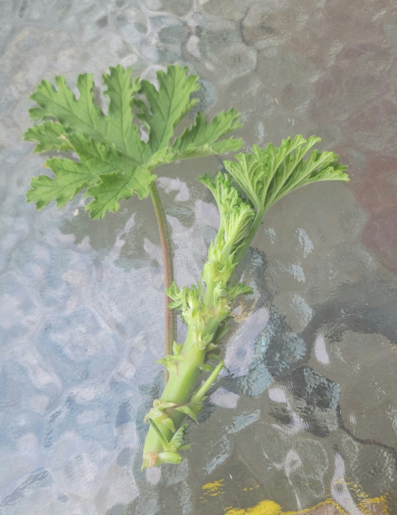 Citronella Cutting Etsy