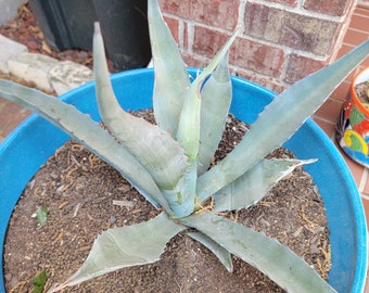 Blue Agave pup