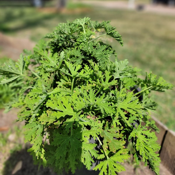 Citronella Cutting