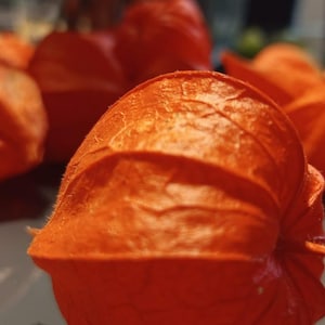 Könnte beinhalten: Nahaufnahme mehrerer leuchtend orangefarbener Lampionblumen mit einer papierartigen, strukturierten Außenseite. Die Blüten befinden sich in verschiedenen Stadien der Blüte, einige zeigen ihre Samenkapseln. Das Bild ist gut beleuchtet und hebt die lebendige Farbe und die Details hervor.