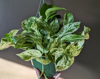 Pothos Marble Queen Boutures / cuttings marble queen pothos