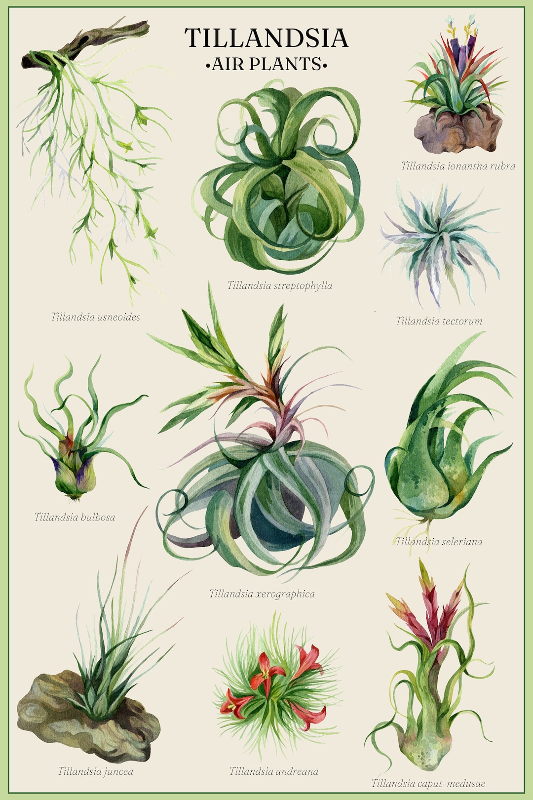 Vintage-style Tillandsia Air Plant Scientific Botanical Poster - Etsy