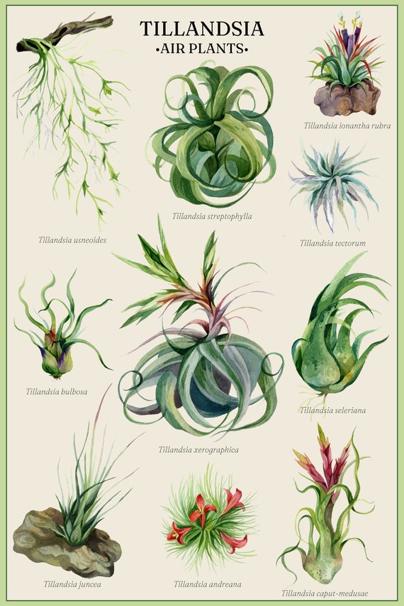 grosso lavender plants Grosso French Lavender – Plant Detectives main image 1