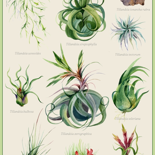 Affiche botanique scientifique de Tillandsia Air Plant de style vintage