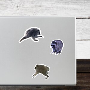 May include: Three individual die-cut stickers featuring raccoons in various poses. One sticker shows a raccoon in a dynamic running posture, another depicts a seated raccoon, and the third shows a raccoon in a low, crouching position.