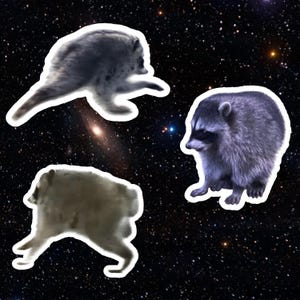 May include: Three distinct raccoon stickers featuring varied poses against a dark, starry space background. One raccoon is shown in profile, another is captured in a dynamic leaping motion, and the third appears as a blurry, indistinct shape.