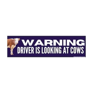 Warning Driver Looking at Cows Bumper Sticker or Magnet- Gen Z Meme