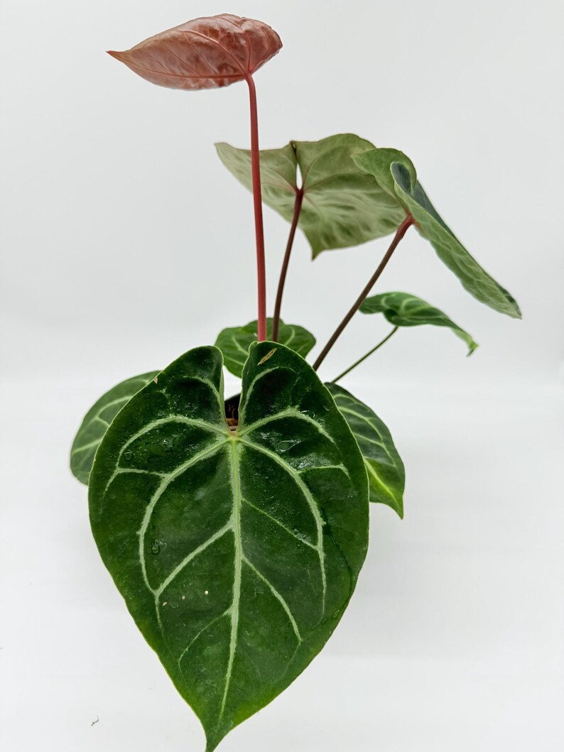 Anthurium Red Crystallinum X (dorayaki X Red Crystallinum) (plant F) - Etsy