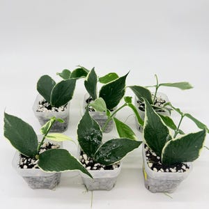 May include: Six small potted plants with dark green leaves and white edges. The plants are in clear plastic pots filled with white pebbles. The leaves have a glossy appearance, and the plants are arranged against a white background.
