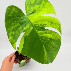 philodendron joepii variegated Philodendron Joepii XL main image 1
