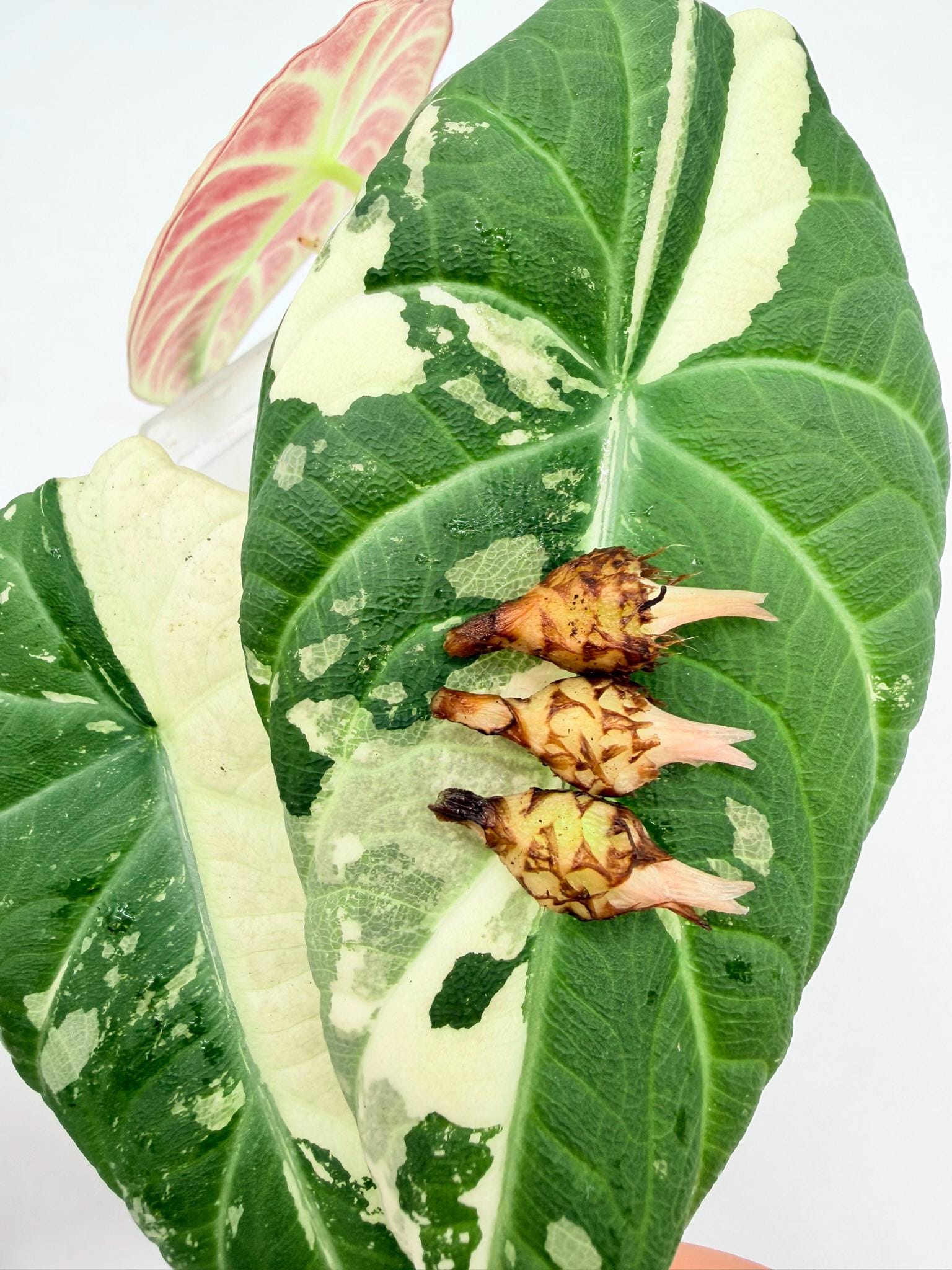 Variegated YO319 Alocasia Maharani Albo Variegated アロカシア