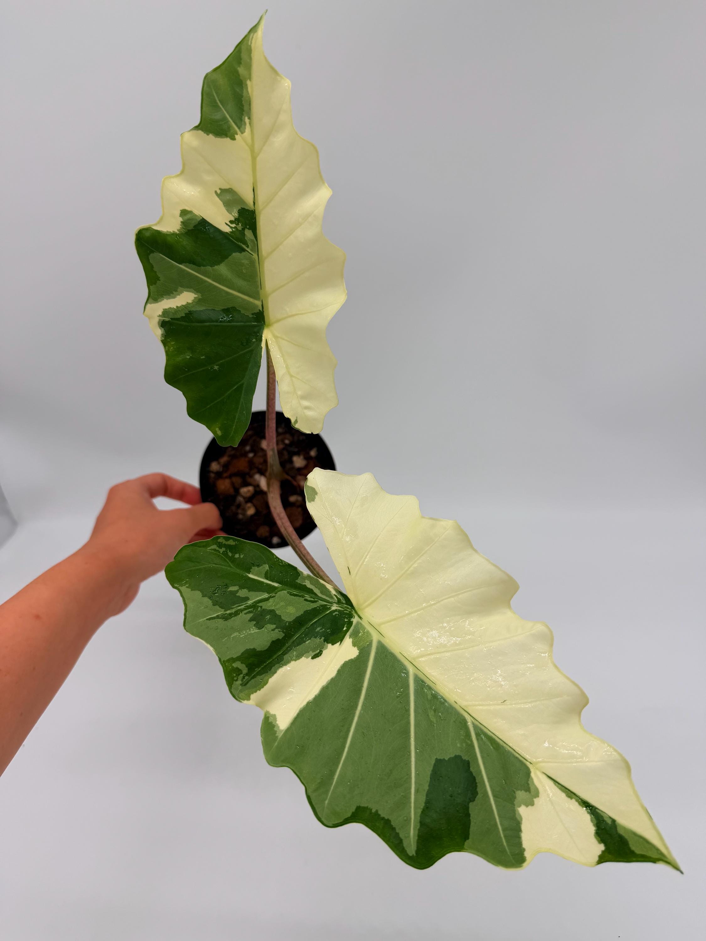 モンステラ・ポトス Alocasia portei variegated Alocasia Portora Albo Variegated (plant B) - Etsy