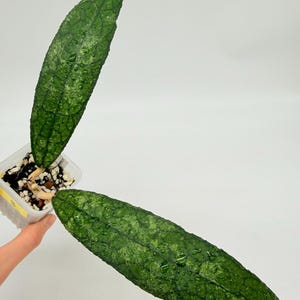 Hoya Clemensiorum Python Rooted 2" (Plant 3)