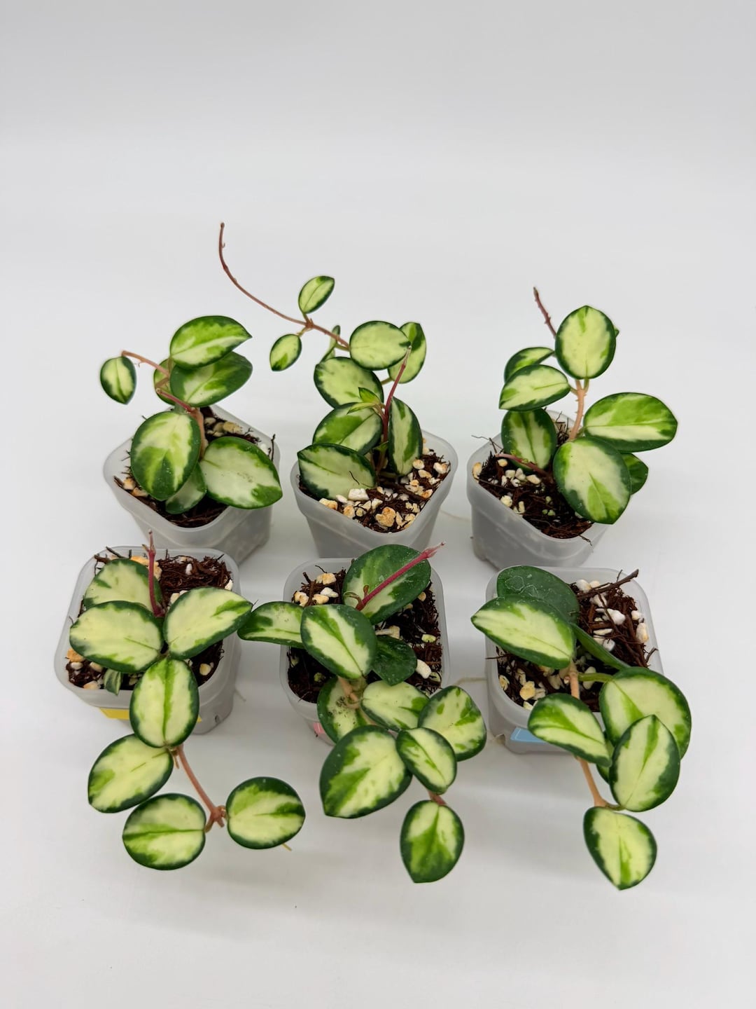 Hoya Mathilde Variegated 2