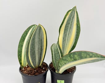 Anoectochilus Roxburghii Variegated (jewel Orchid) - Etsy