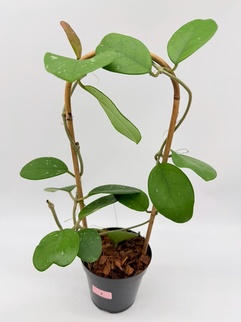 RareGreenPlantCo Hoya RHM-066 Mary Alice