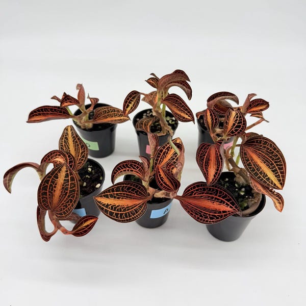 Anoectochilus siamensis 'white center' double variegated (Jewel Orchid )