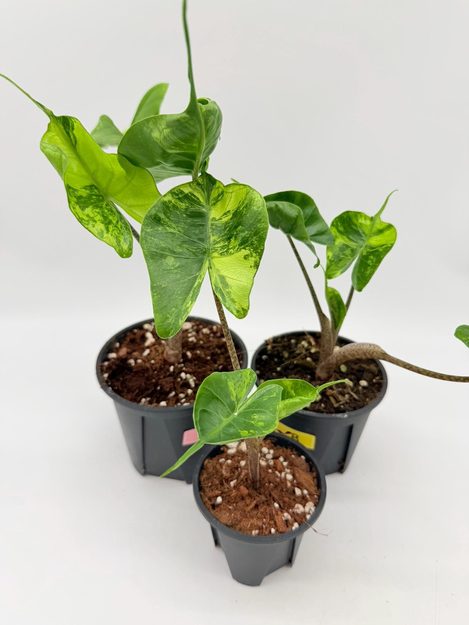 Philodendron Sting Ray - Etsy