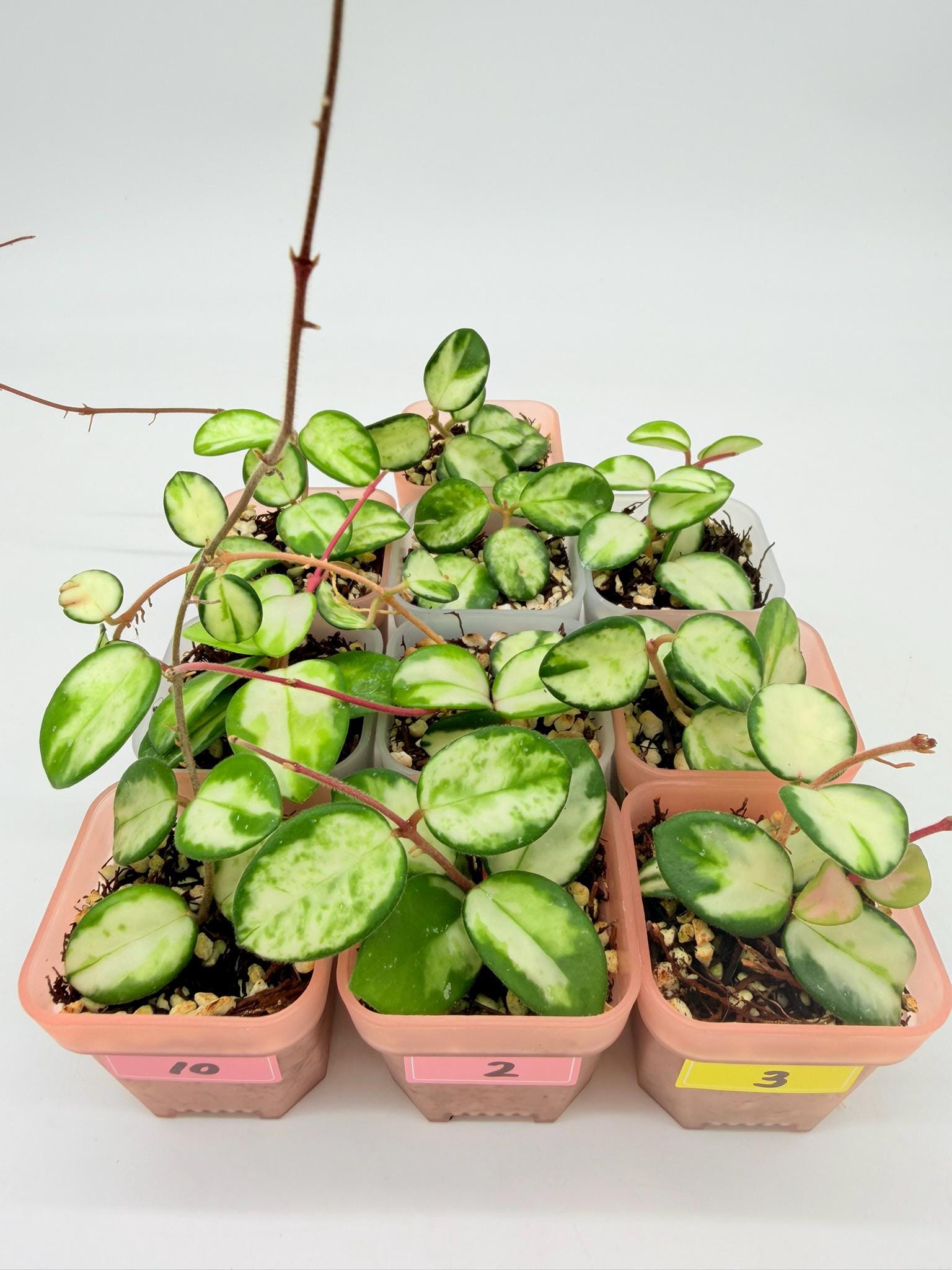 Hoya Mathilde Variegated - Etsy