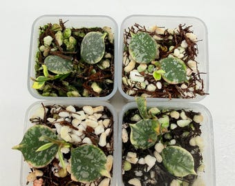 Hoya Curtisii Albomarginata Rooted Active Growth Point + Free