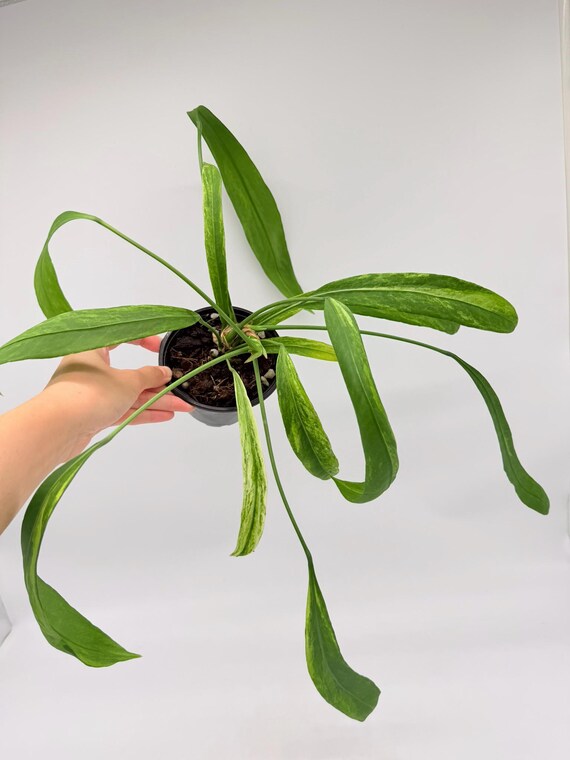 hanging plant basket indoor Hanging Planter