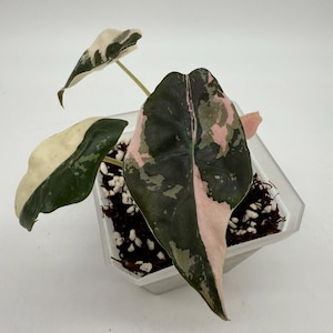 Alocasia Chantrieri Pink Variegated