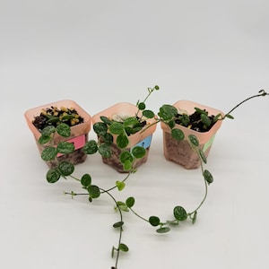 May include: Three small, square, translucent peach-colored plastic pots containing trailing green plants with round, speckled leaves. Each pot features a small colored label on the side, and the plants have long, thin stems extending outward.