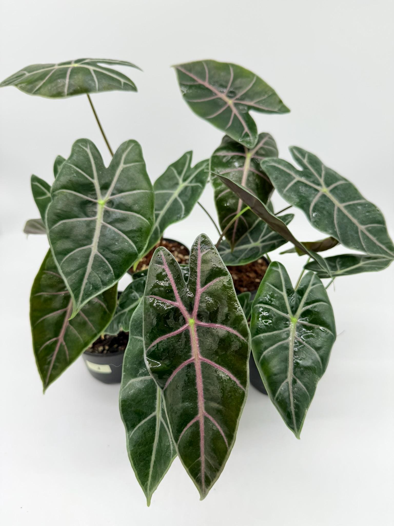 Alocasia Longiloba Red Vein - Etsy