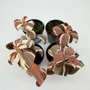 Anoectochilus Roxburghii Variegated (jewel Orchid) - Etsy